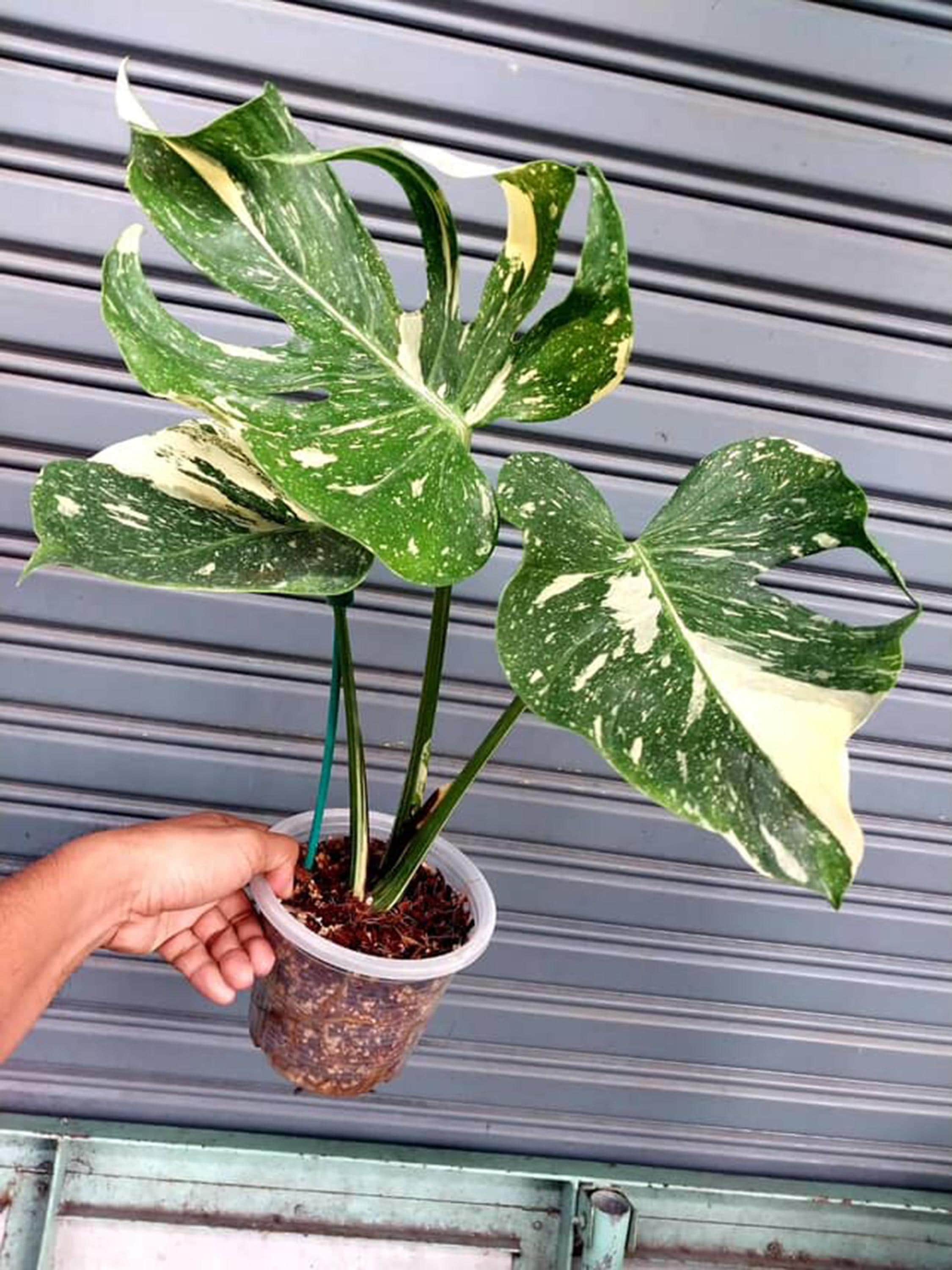 リアル モンステラ レガシー リアル モンステラ レガシー リアル モンステラ レガシー モンステラ