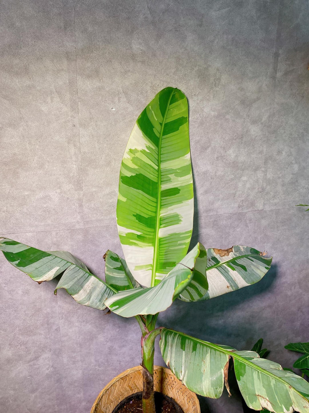その他観葉植物 Musa Florida variegated Musa 