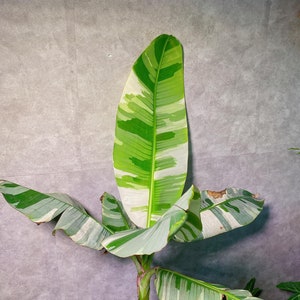Musa florida variegated - Etsy 日本