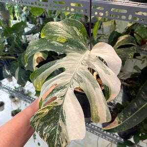 斑入りモンステラ ホワイトスノー | 6インチ鉢植え - Etsy 日本