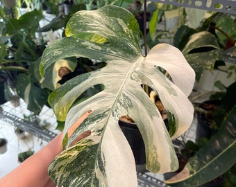 モンステラ ホワイトスノー Monstera White  信頼輸入2 緊急追加 / シロウト園芸選抜株】モンステラ・デリシオーサ 'ホワイト