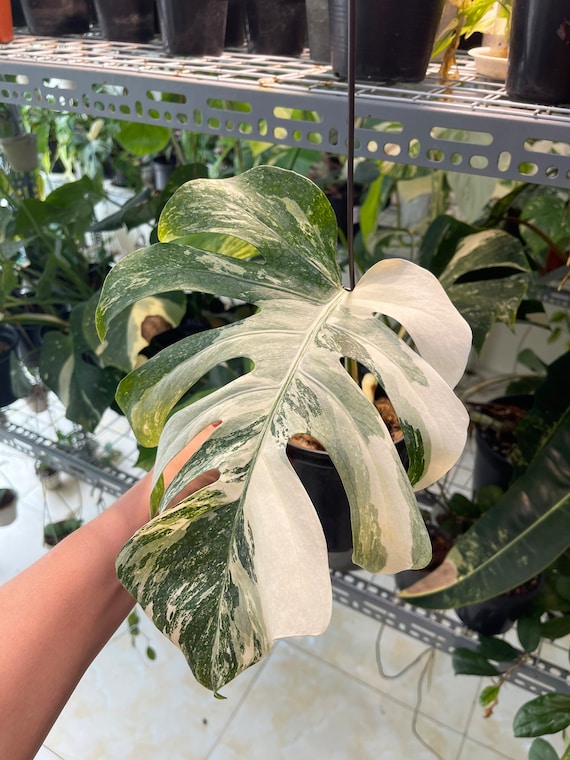 Monstera borsigiana albo variegata 3-4 leaves, well variegated - grower's choice