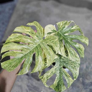 Monstera Deliciosa Legacy Variegated | Monstera Legacy 6&quot; Well variegation