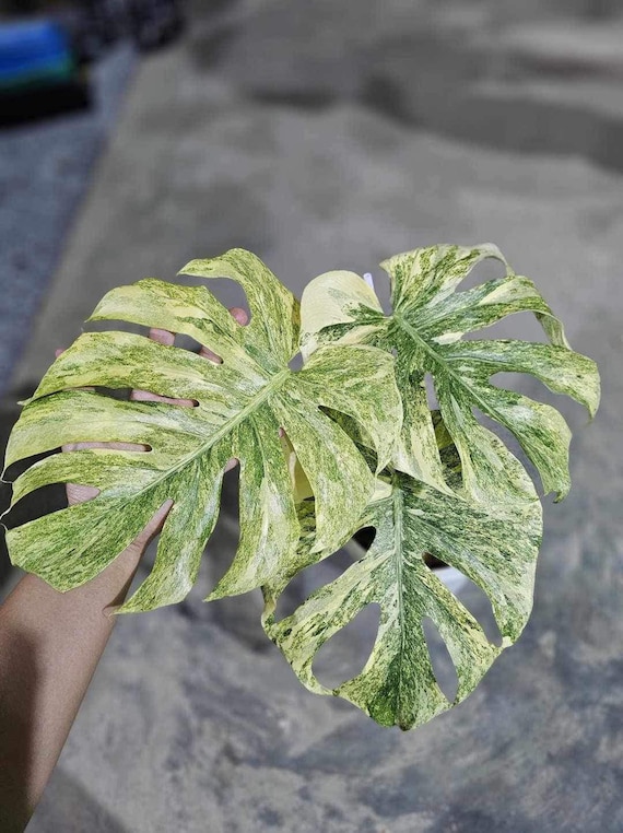 01」Monstera Legacy Variegata モンステラ レガシー 斑入り