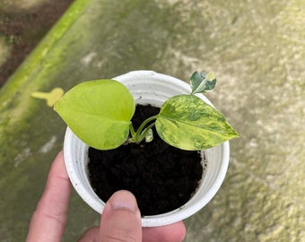 Monstera deliciosa yellow Marilyn Starter Plant, well variegation, acclimated plants