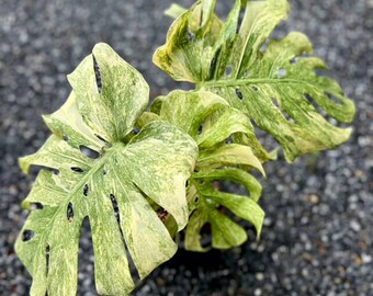 Variegated Legacy Monstera Deliciosa | 6