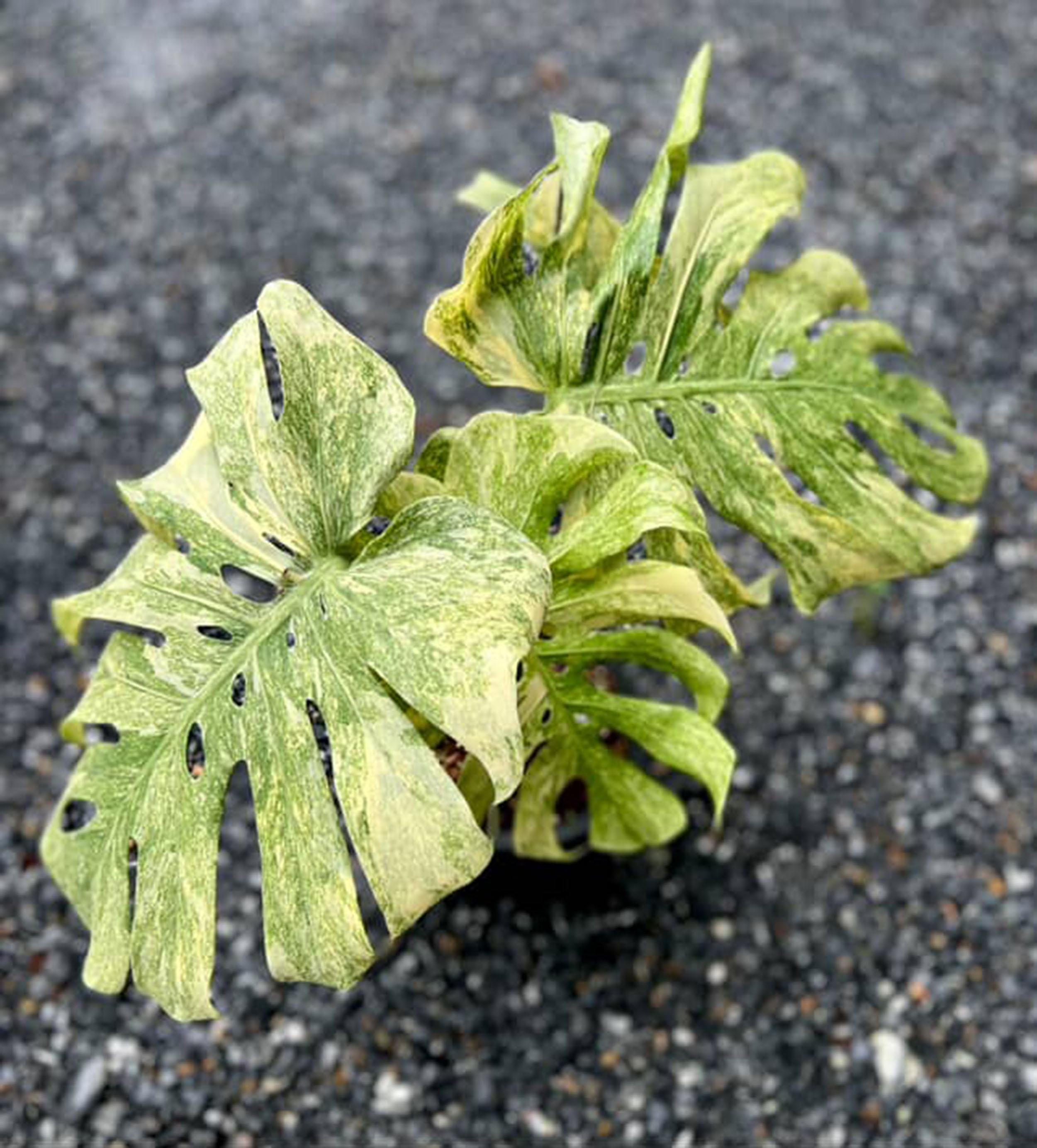 斑入りレガシーモンステラデリシオサ | 6インチ鉢植え - Etsy 日本