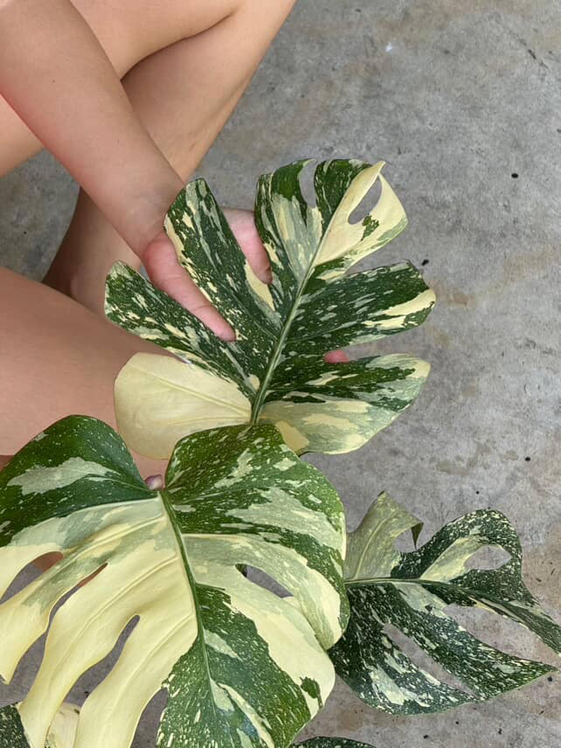 斑入りモンステラ ホワイトスノー | 6インチ鉢植え - Etsy 日本