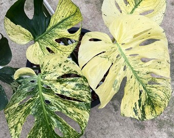 専用商品　モンステラ　ミント　2 モンステラセブブルーミントA1 【公式通販】