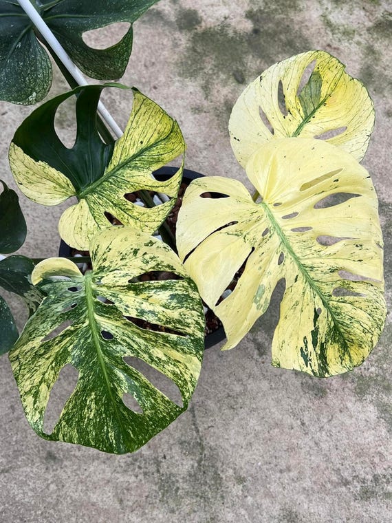 モンステラ・ポトス Monstera Deliciosa Mint Siam Variegata モンステラ・ポトス Monstera Deliciosa Mint Siam Variegata Buy