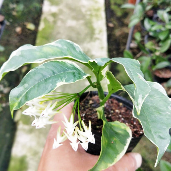 hoya multiflora albo