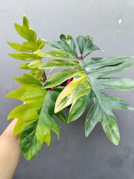 Philodendron Mayoi Variegated plant | RARE well variegated