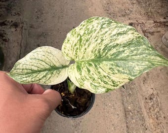 10x Monstera Mint Variegated 4" pot well variegation