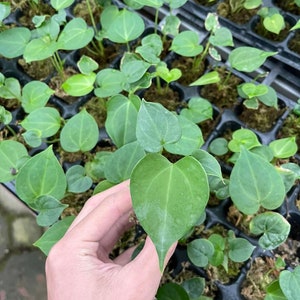 Anthurium clarinervium dunkle Form Starterpflanze - Züchterwahl