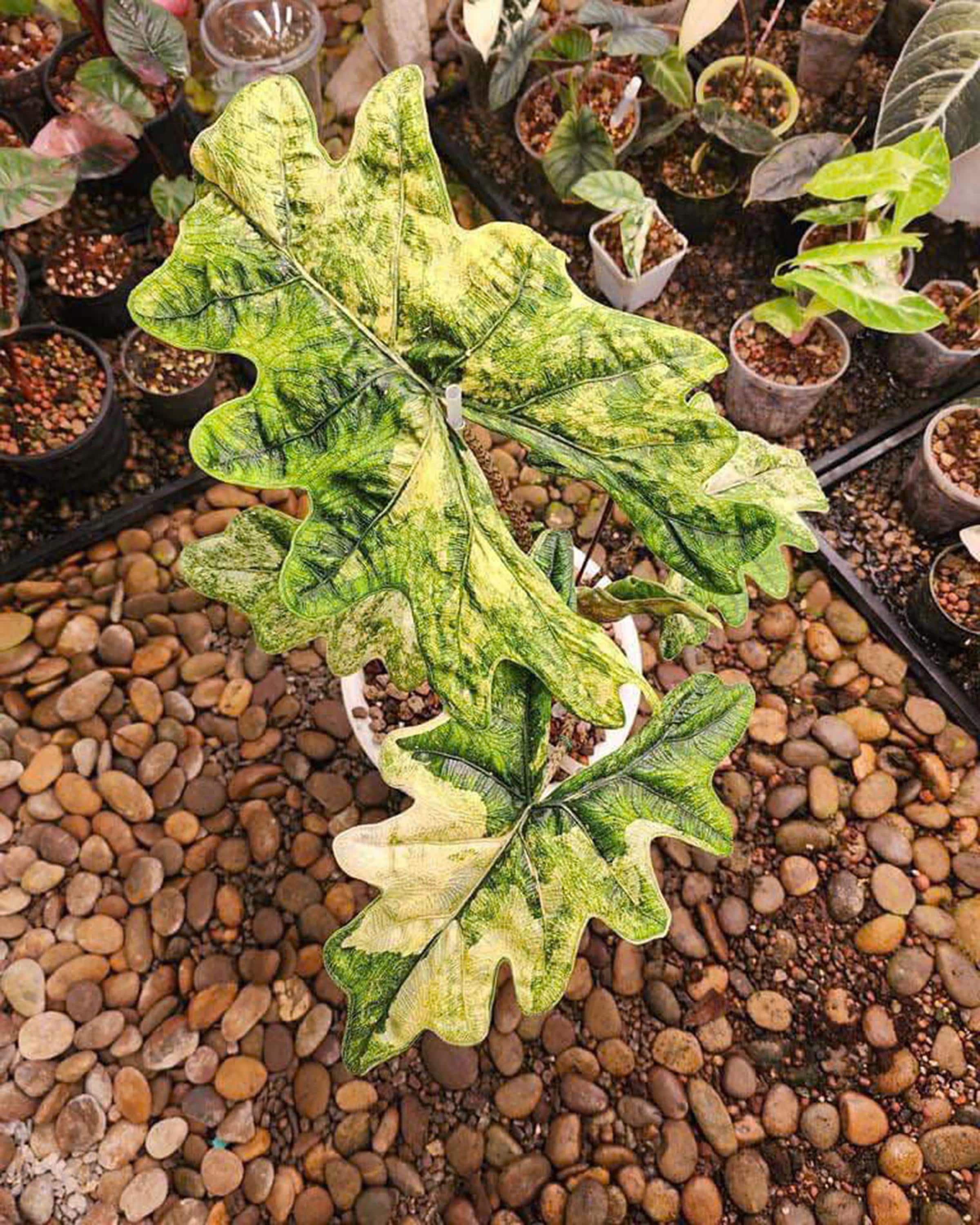 2 美株 Alocasia Jacklyn Variegated Alocasia Jacklyn Variegata