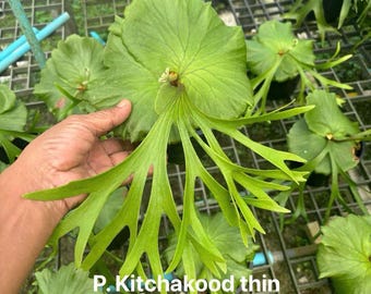 Platycerium 'Kitshakood Thin Form', 6" pot