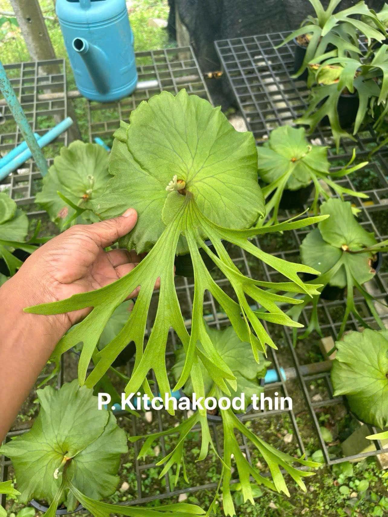 Platycerium Kitshakood - Etsy Canada