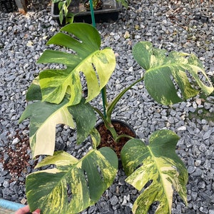 May include: A variegated Monstera plant with large, green and yellow leaves. The plant is potted in a black pot and is surrounded by small gray rocks.