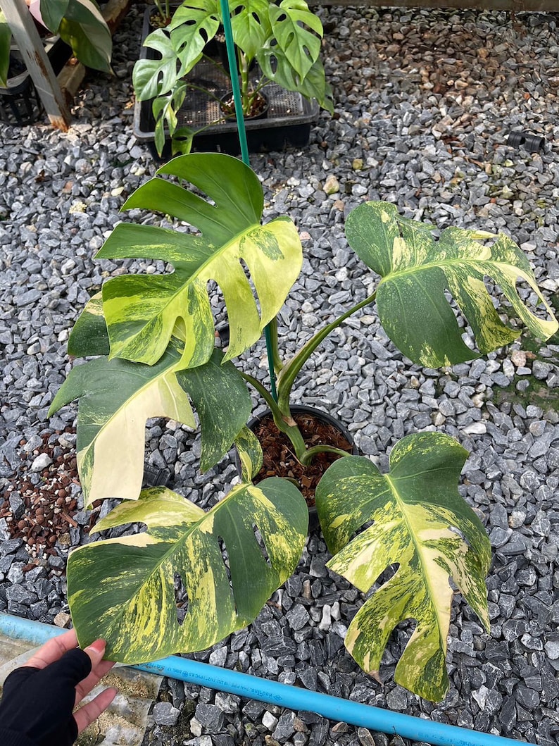 May include: A variegated Monstera plant with large, green and yellow leaves. The plant is potted in a black pot and is surrounded by small gray rocks.