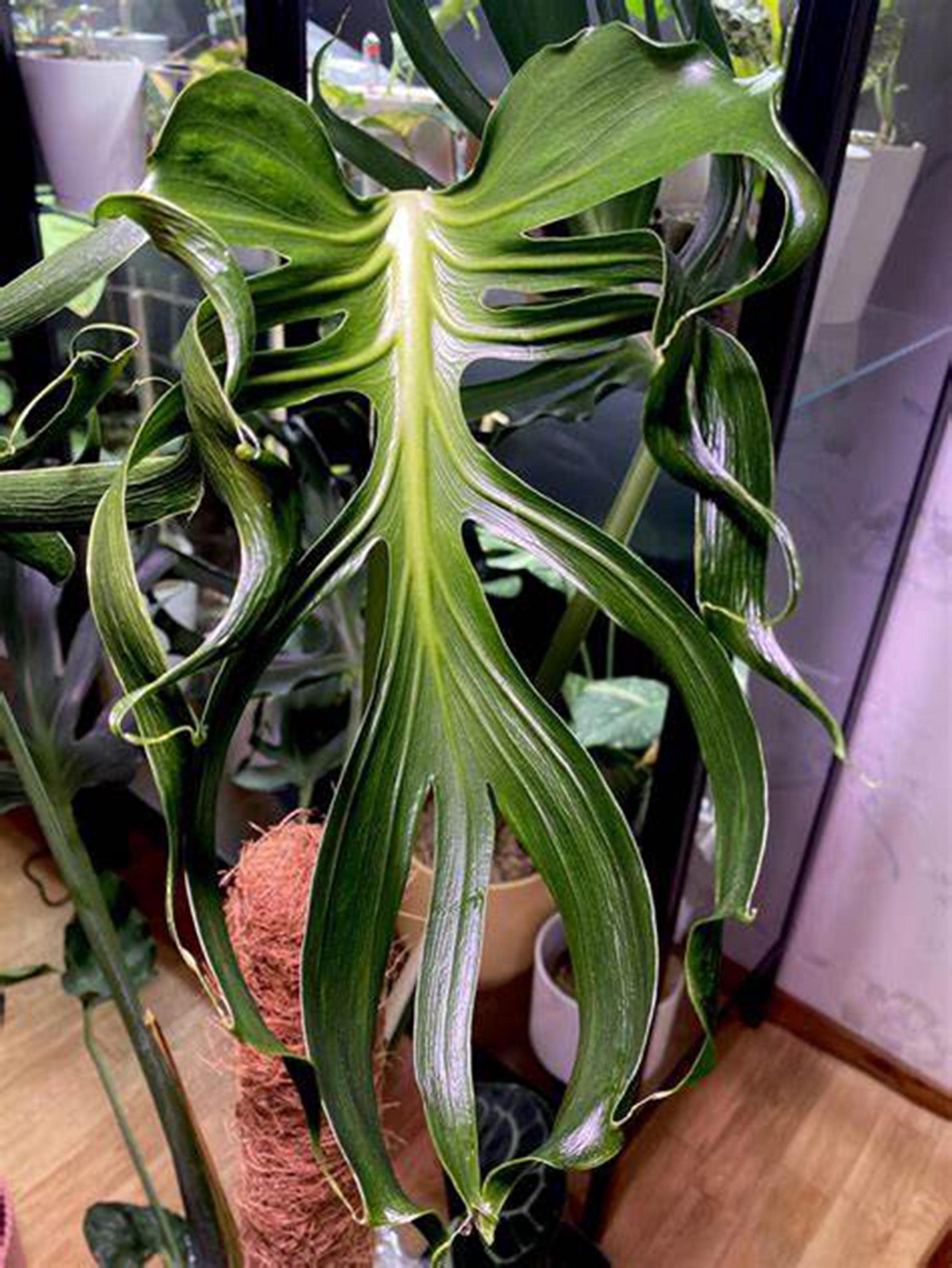 Monstera Unniiae 6