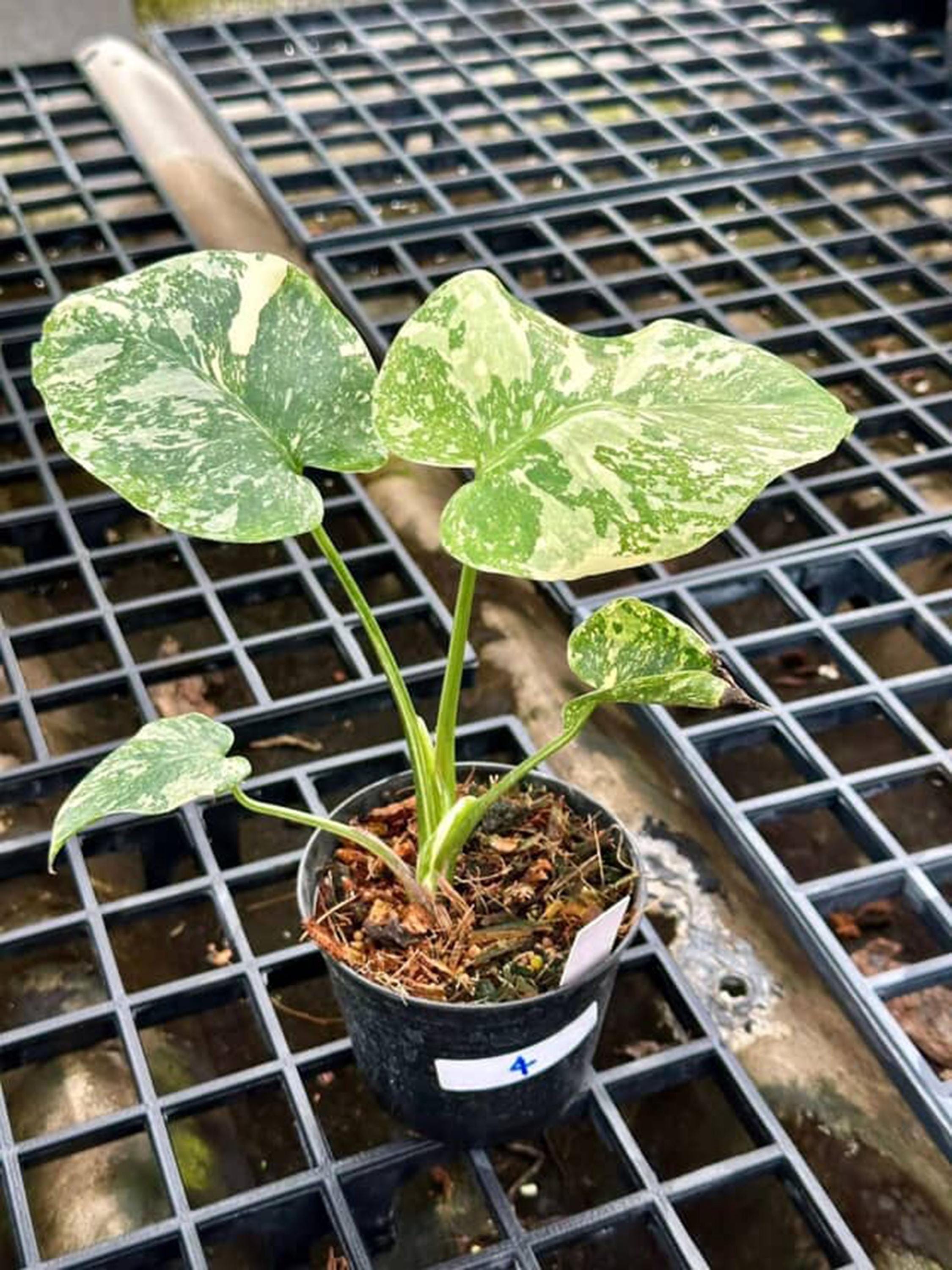 Creme Brulee Monstera Thai Constellation Variegated 4