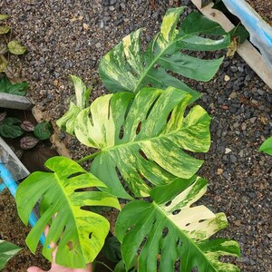 May include: A variegated Monstera plant with large, green and yellow leaves. The leaves have a distinctive pattern of light green and yellow variegation.