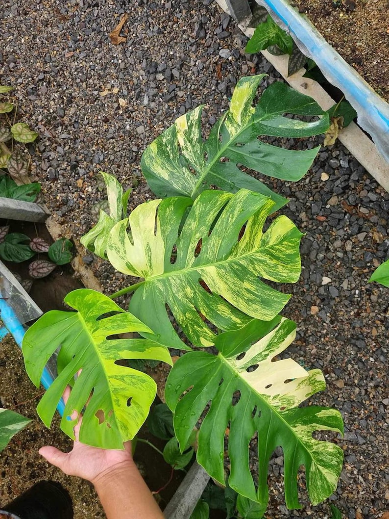 May include: A variegated Monstera plant with large, green and yellow leaves. The leaves have a distinctive pattern of light green and yellow variegation.