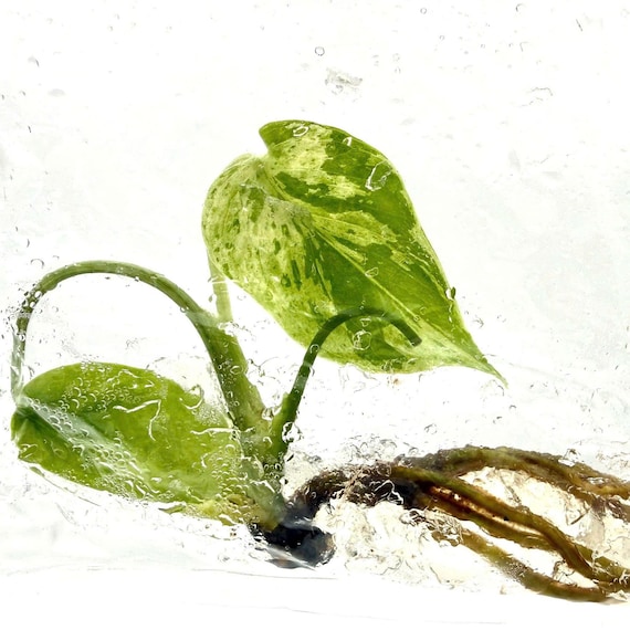斑入りモンステラ・フシギダネ – 希少な組織培養 - Etsy 日本