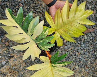 Philodendron Mayoi Variegated plant | RARE well variegated