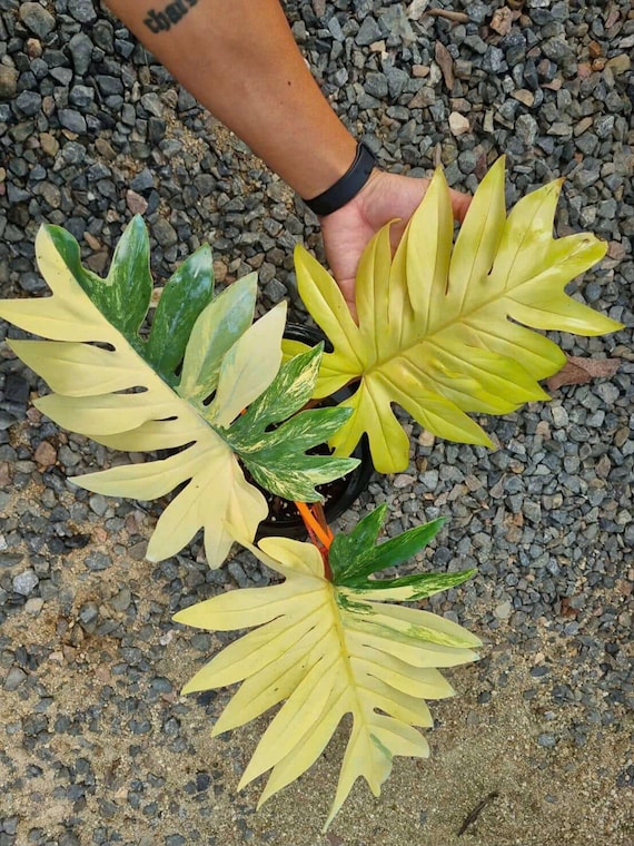 Philodendron Mayoi Variegated plant | RARE well variegated