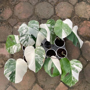 May include: A group of variegated Monstera plants with white and green leaves in small black pots. The plants are arranged in a circle on a brown brick surface.