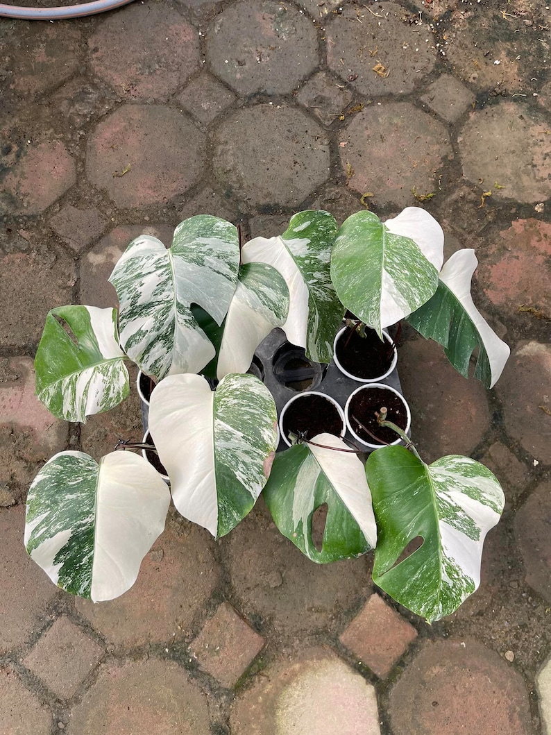 May include: A group of variegated Monstera plants with white and green leaves in small black pots. The plants are arranged in a circle on a brown brick surface.