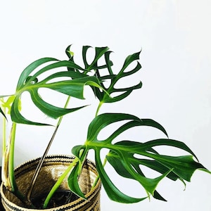 Monstera burle marx flame Tissue Culture - (1 Plant/Glass Bottle, Bag) with care instructions