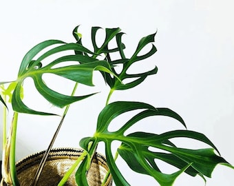 Monstera burle marx flame Tissue Culture - (1 Plant/Glass Bottle, Bag) with care instructions