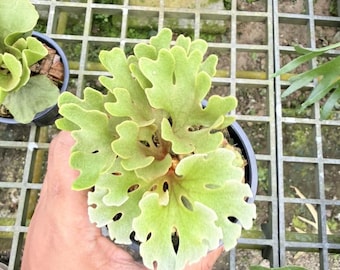Platycerium Ridleyi Dwarf Silver, 6" pot
