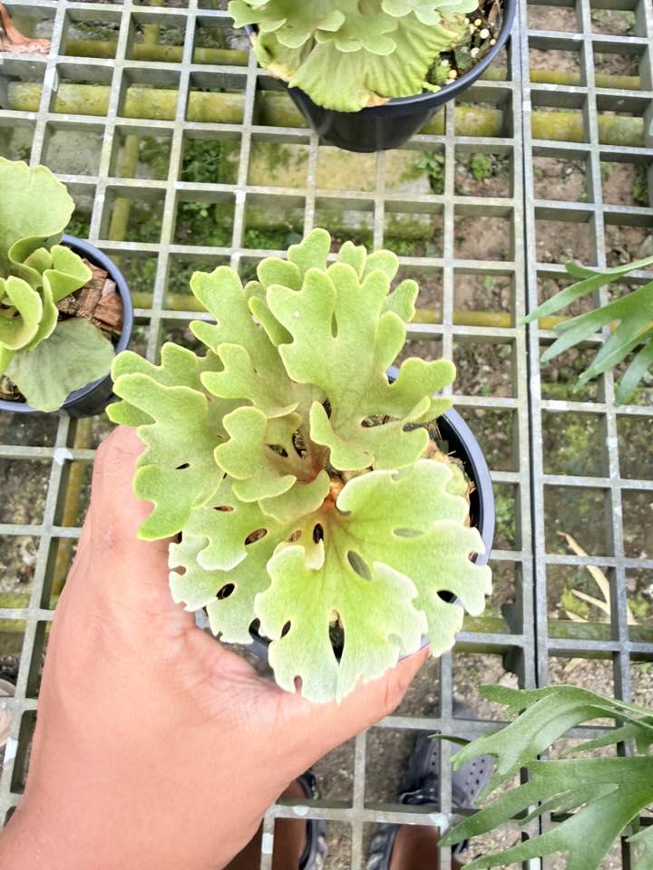Platycerium ridleyi - Etsy 日本