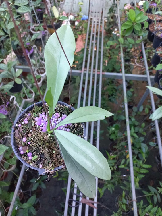 Hoya Griffithii Silver Ghost | Rare Hoya From Vietnam - Etsy