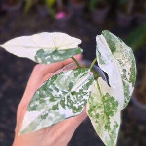 Albo scalprum - Etsy 日本