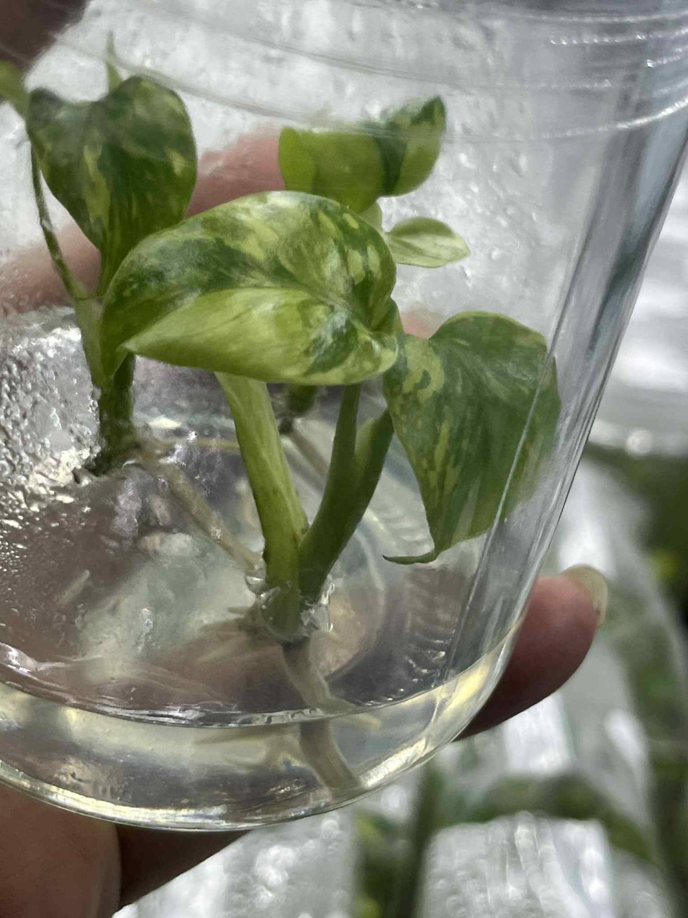 Monstera electro light - Etsy 日本