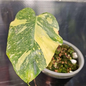 Monstera Deliciosa Electrolyte Variegated, 1 leaf + growth Point, Electro Light Well variegation