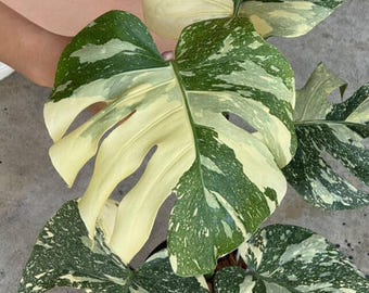 Variegated Monstera White Snow | 6