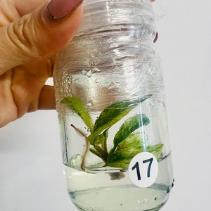Puede incluir: Un pequeño frasco de vidrio transparente con una planta verde en su interior. El frasco está envuelto en film plástico y tiene una etiqueta blanca con el número 17.