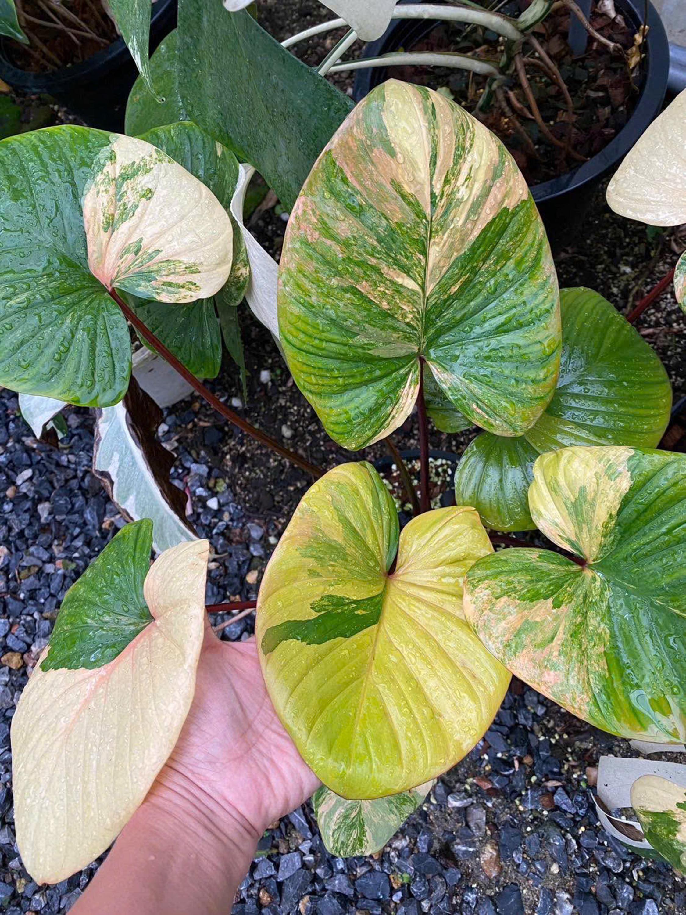 Homalomena HR6 【K0522-f3】 National Plant Network 6 in. Homalomena Emerald Gem at Tractor