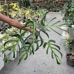 Monstera Burle Marx Flame Variegated - Etsy
