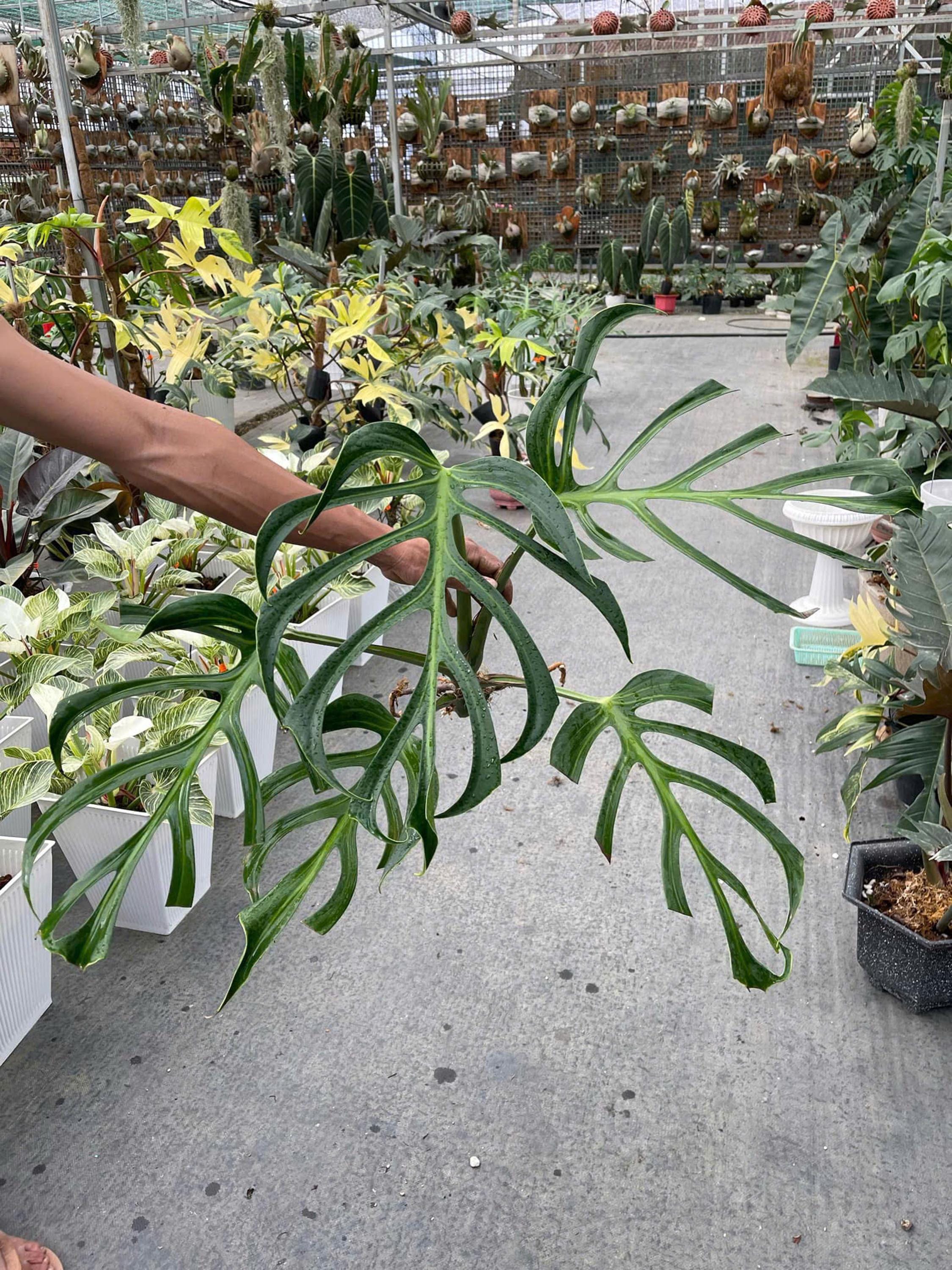 monstera esqueleto vs laniata Monstera 'Esqueleto'