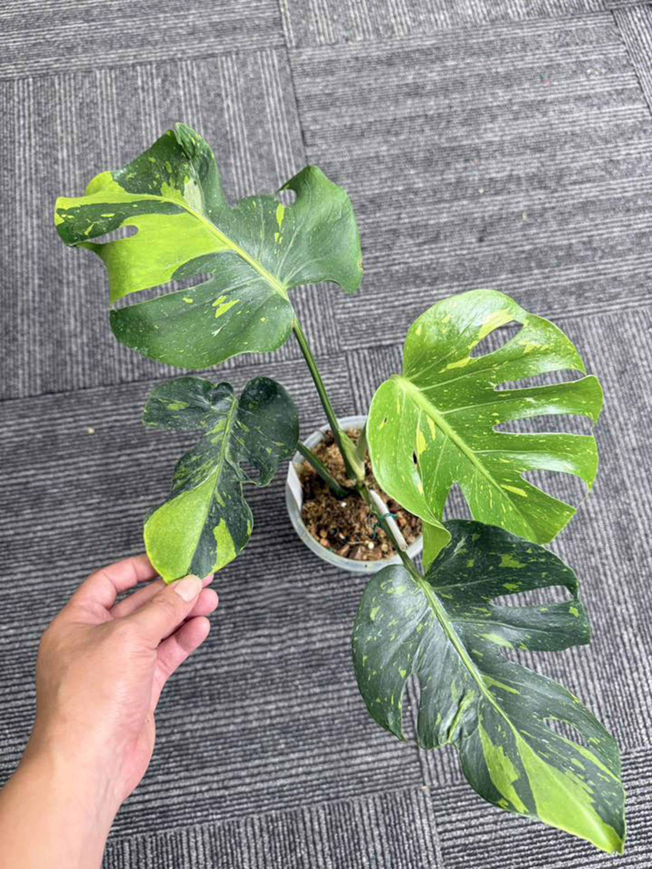 Monstera Deliciosa 