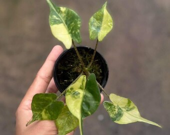 斑入りアロカシア・スティングレイ | 4インチ鉢植え熱帯観葉植物