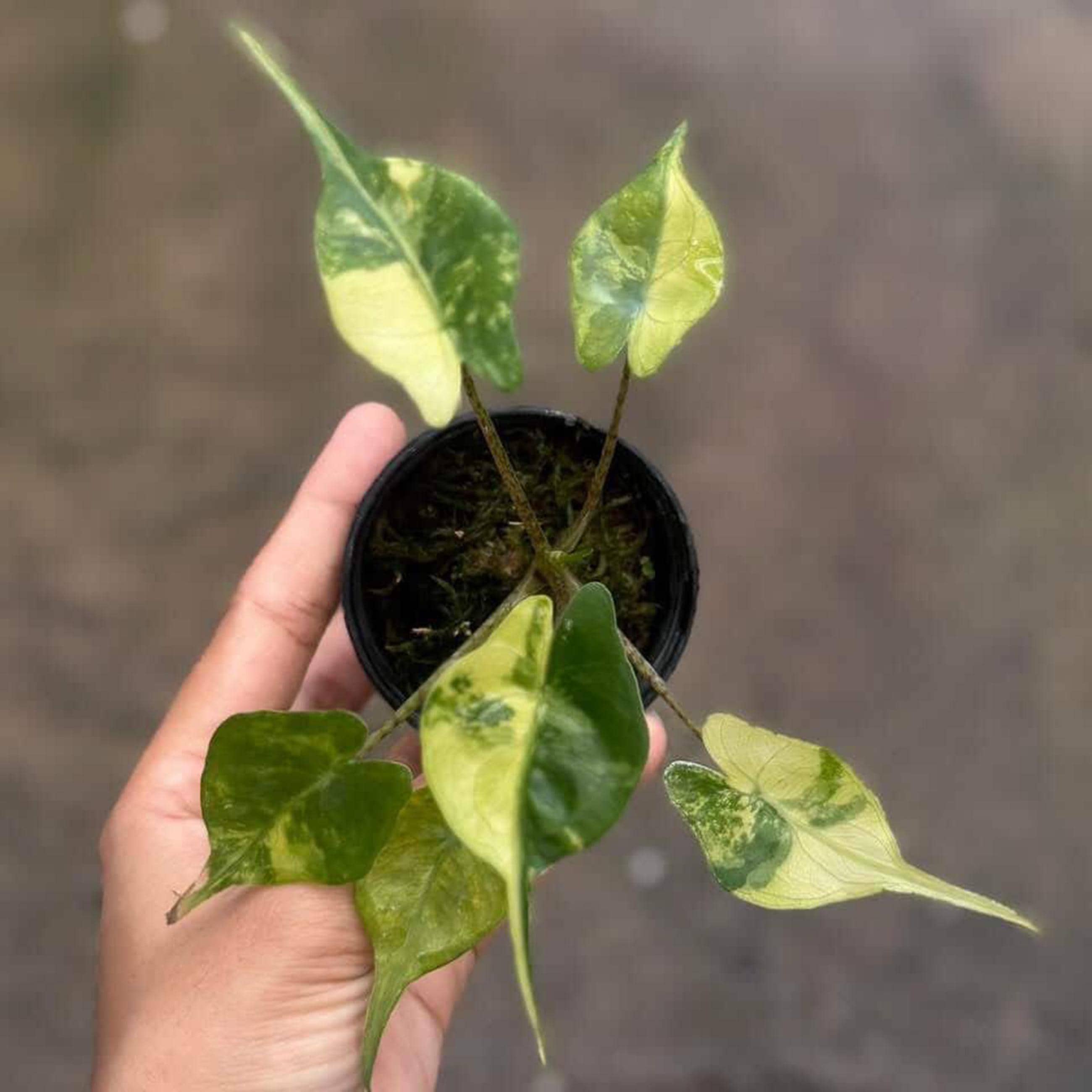 斑入りアロカシア・スティングレイ | 4インチ鉢植え熱帯観葉植物