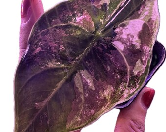 アロカシア・アズラニー ピンク斑入り 4インチ鉢植え 良質な斑入り