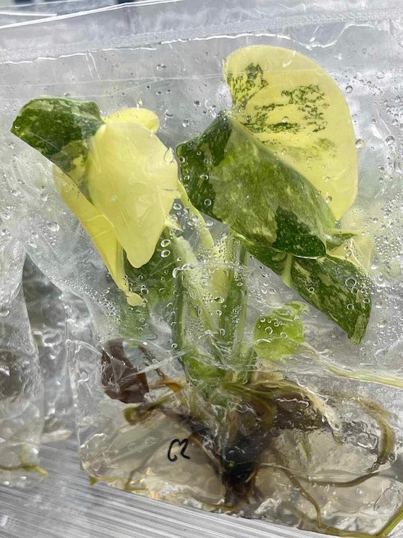 斑入りモンステラ タイ・コンステレーション クレームブリュレ 組織